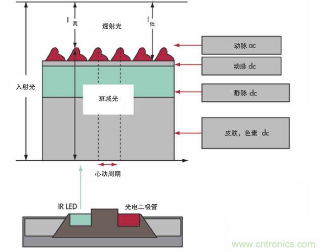 可以用發(fā)光二極管 （LED） 來照亮皮膚，然后測量反射到一個光電二極管的光量來監(jiān)測每個心動周期