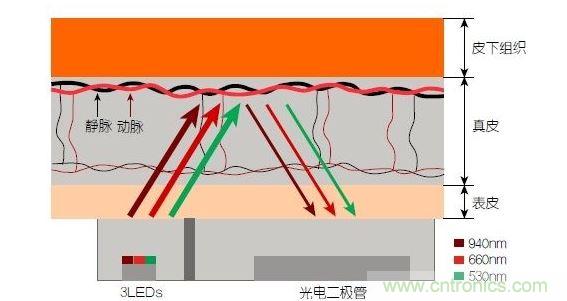 反射光脈搏測(cè)量原理。傳感器發(fā)出的光透過(guò)皮膚和組織，一部分被吸收，一部分被反射回檢測(cè)器。因?yàn)閯?dòng)脈中的血流量隨心臟的每次跳動(dòng)會(huì)有所變化，因此光線被吸收的量以及檢測(cè)器收到的信號(hào)強(qiáng)度也會(huì)隨之發(fā)生改變。綠光可以在手腕處提供最佳結(jié)果，而紅光和紅外光一般用于手指測(cè)量。 8