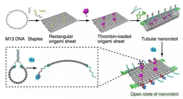 中美科學家聯(lián)手，用DNA納米機器人殺死癌細胞
